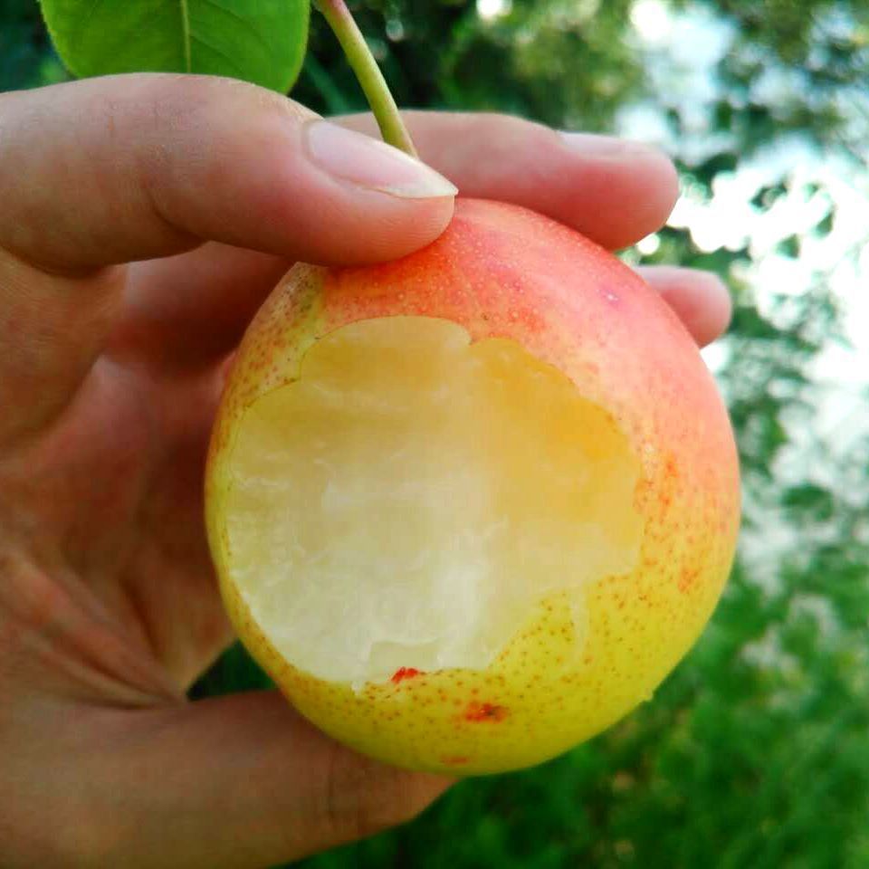 云南安宁一面红梨当季水果新鲜整箱太婆梨应季啤酒软梨彩红皮梨子