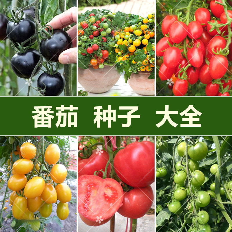 批发四季易播小番茄种子阳台盆栽圣女果樱桃大小西红柿粉果红矮串