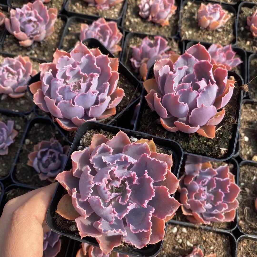 新品多肉植物批发 晚霞之舞 稀有多肉状态极好