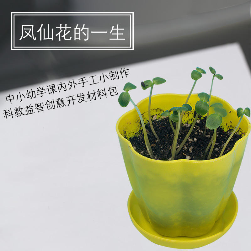 凤仙花的一生教材配套实验小科学小制作科教创意生物学模拟