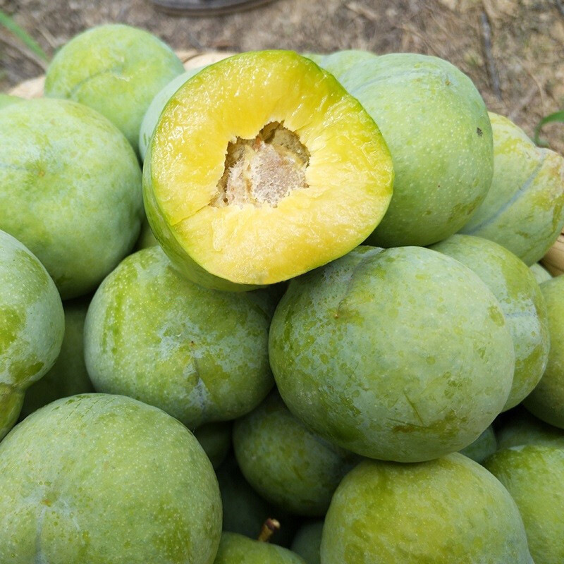 青脆脱骨李空心李脆甜新鲜孕妇水果现摘现发青脆李精品果可顺丰