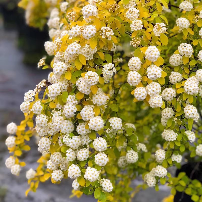 黄金喷泉粉霜绣线菊盆栽多年生灌木庭院花园花镜木本植物小手球