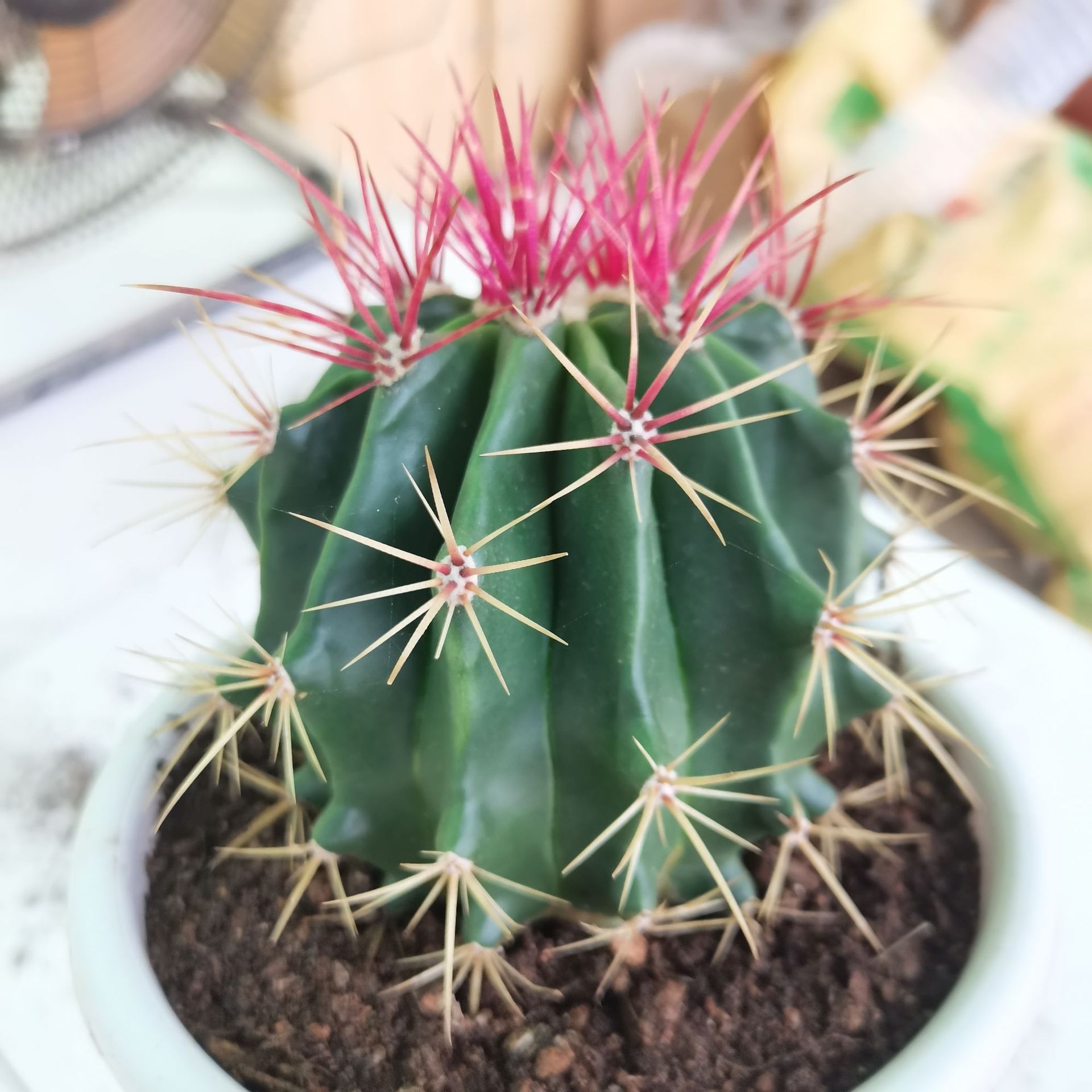 【产地直发】15装金琥赤凤仙人球批发仙人掌组合盆栽多肉植物批发