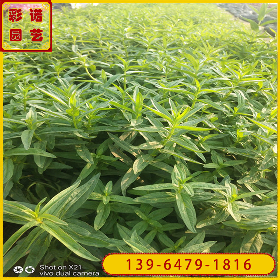 出售撒种子满盆千屈菜花苗价格 水枝柳小盆苗批发价格