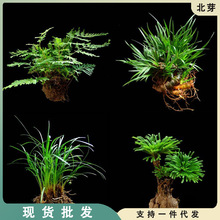 吸水石植物苔藓卷柏附石菖蒲客厅盆景假山水陆缸雨林造景绿植包邮