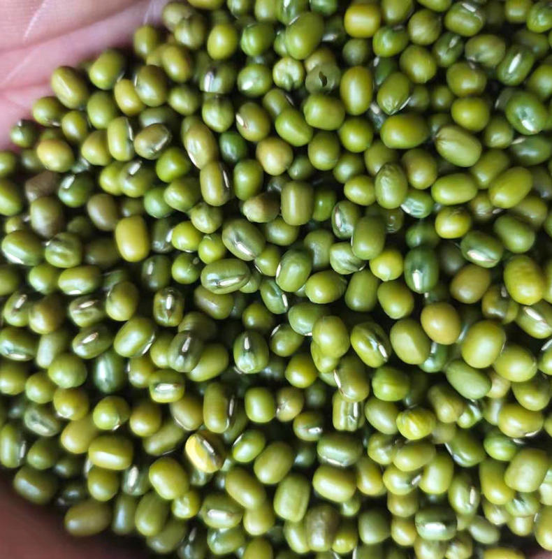 缅甸大区油绿豆袋装粗粮绿豆利源五谷杂粮绿豆散称五谷杂粮发绿豆
