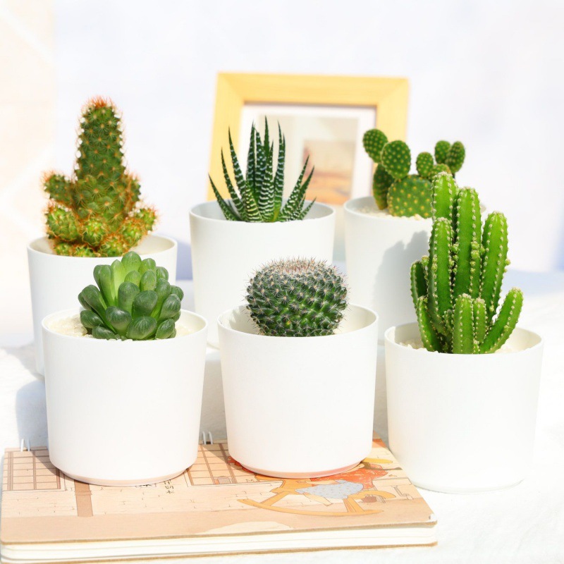 仙人球批发仙人掌盆栽肉肉多肉植物小盆栽养不死盆栽可爱室内绿植