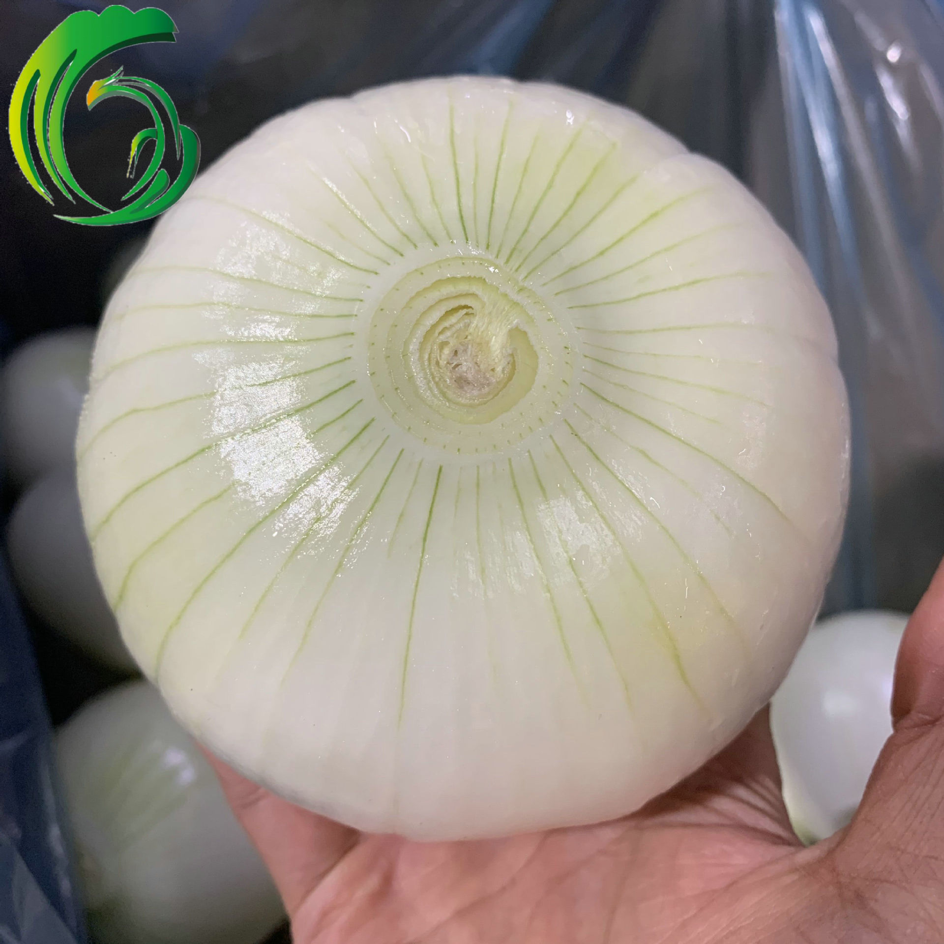 剥皮洋葱 工厂直供 云南产地 备案种植基地产 出口韩国 brc sedex