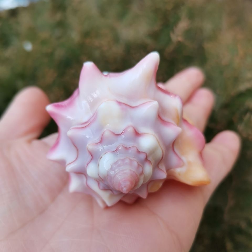 海螺贝壳胭脂螺 鱼缸水族箱造景装饰 恋人礼物 家居厨窗摆件