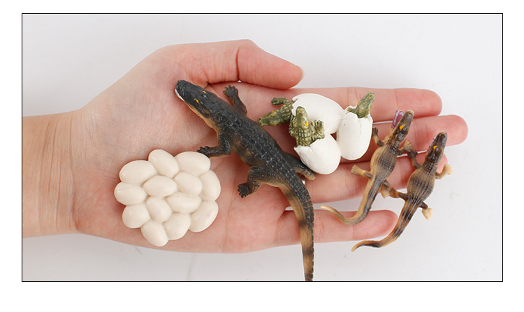 亚马逊,wish,速卖通,独立站,lazada颜色zq2440-鳄鱼生长周期 46g,zq