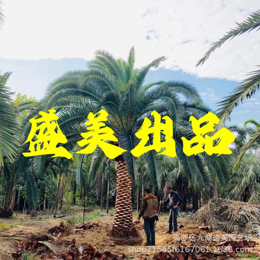 福建加拿利海枣价格 加拿利海枣批发 加拿利海枣图片 海枣树报价