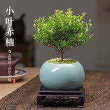 盆栽植物小叶赤楠老桩盆景苗花卉微景观水培办公室内好养四季常青