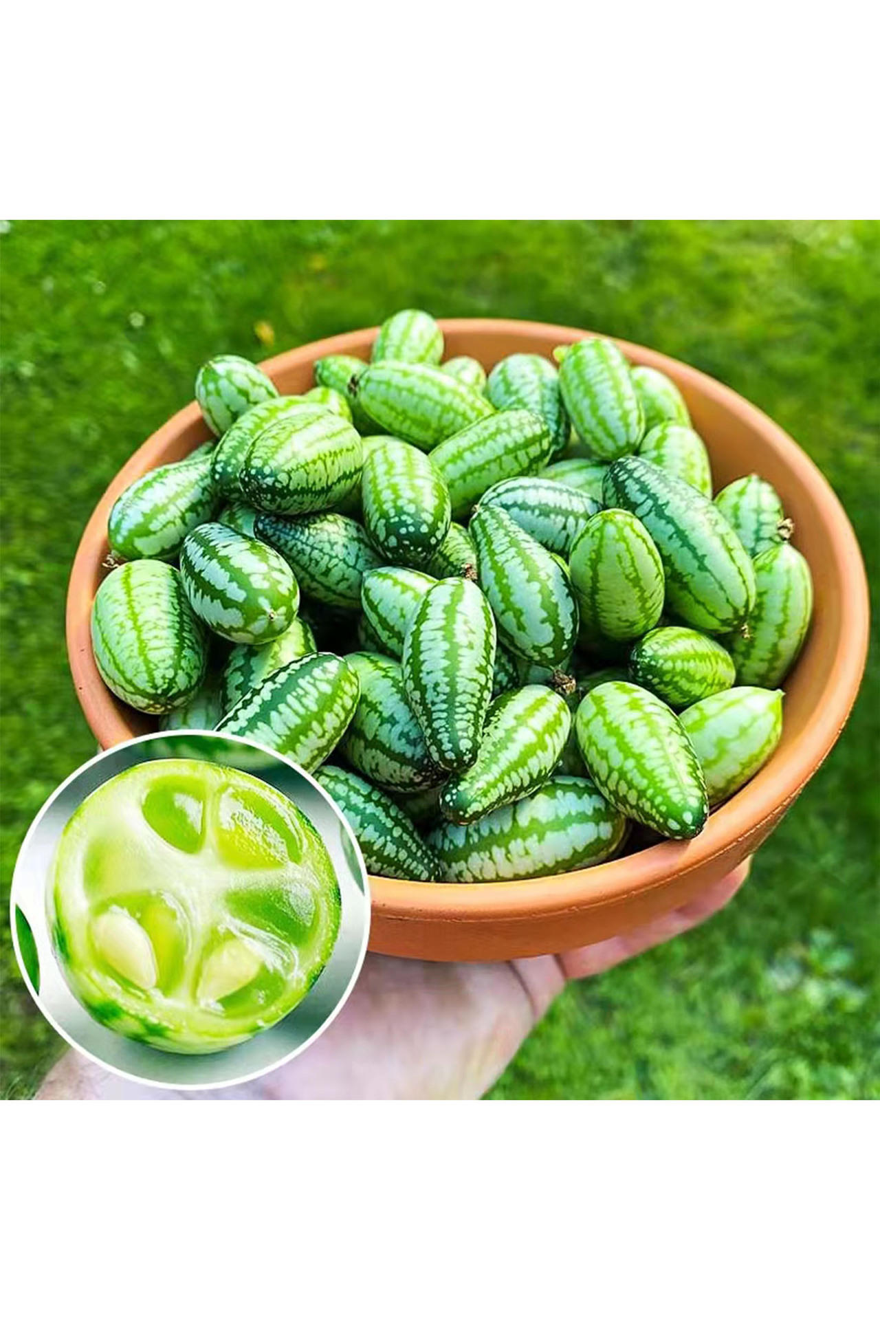 甜王西瓜-新款价格,厂家,货源-阿里巴巴