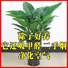 金钻专用肥料室内养花绿钻红钻大叶绿公主肥料盆栽通用有机颗粒肥
