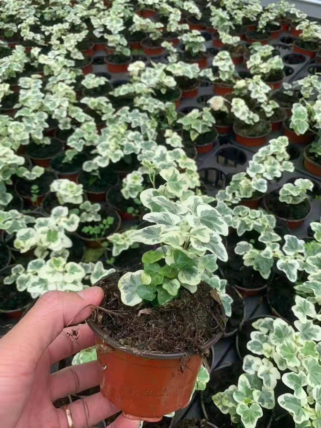 【基地直供】室内小盆栽花卉 居家绿植盆栽 盆栽花卉 90雪莹