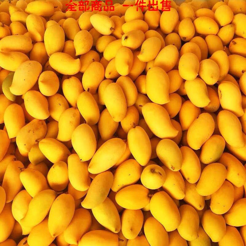 云南金腰芒鹰嘴芒10斤当季大果现摘新鲜热带水果芒果甜心大芒果
