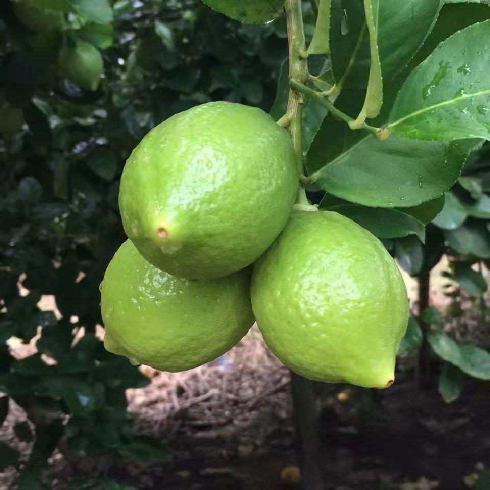 广东香水柠檬新鲜无籽青柠檬水果【厚皮品种】奶茶店手打青柠茶用