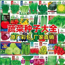 蔬菜种子大全四季播种阳台盆栽香菜菠菜生菜萝卜小葱番茄辣椒籽孑