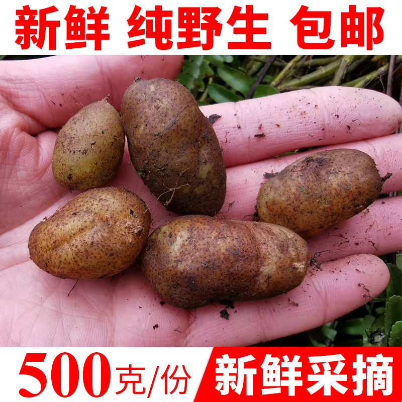 广西野生石黄皮马骝卵新鲜现摘圆羊齿凤凰蛋肾蕨化狗儿蜈蚣草批发
