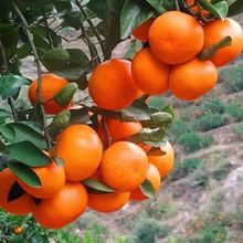【爆甜雪杉小蜜橘】现摘无核薄皮柑橘桔子橙冰糖桔子新鲜当季水果