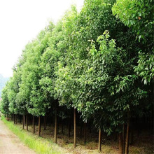 香樟种子 樟树籽 小叶香樟种子 大叶香樟种子 油樟油樟树植物种子