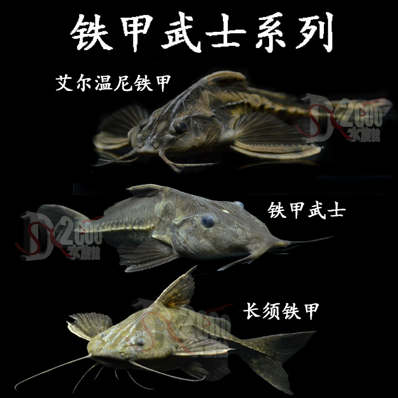 普铁铁甲武士鱼活体艾温艾尔温尼铁甲海豚长须铁甲底层大型鱼鲶鱼