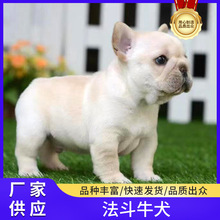 全国发货奶油色黑牛蓝牛法斗犬幼犬小型法国斗牛犬活体宠物巴哥狗
