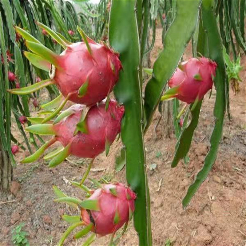 红心红肉火龙果苗果树果苗南方阳台四季盆栽种植水果当年结果包邮