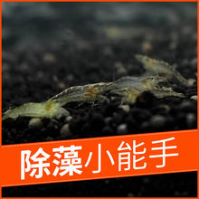 黑壳虾活体批发水草除藻虾观赏虾清洁虾虾宠物虾包邮无包装费代发