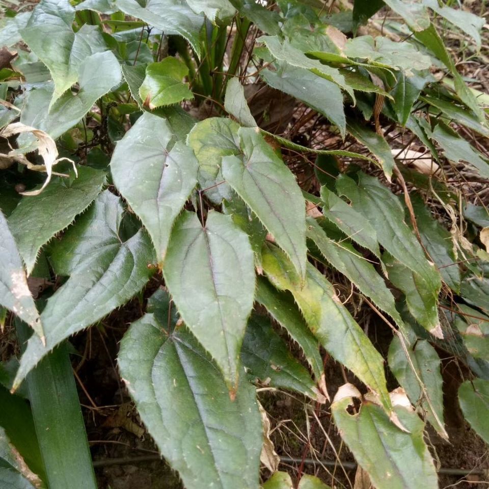 淫羊藿,仙灵脾,刚前贵州纯野生鲜货500克包邮