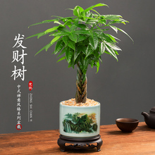 发财树盆栽室内植物花卉绿植办公室客厅桌面小盆景四季好养招财树