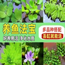 浮萍水草植物鱼缸水培一叶莲水葫芦水芙蓉古法养鱼造景增氧真水草