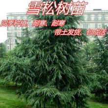 大型松树真树雪松树苗四季常青工程庭院绿化苗南北方种植包成活