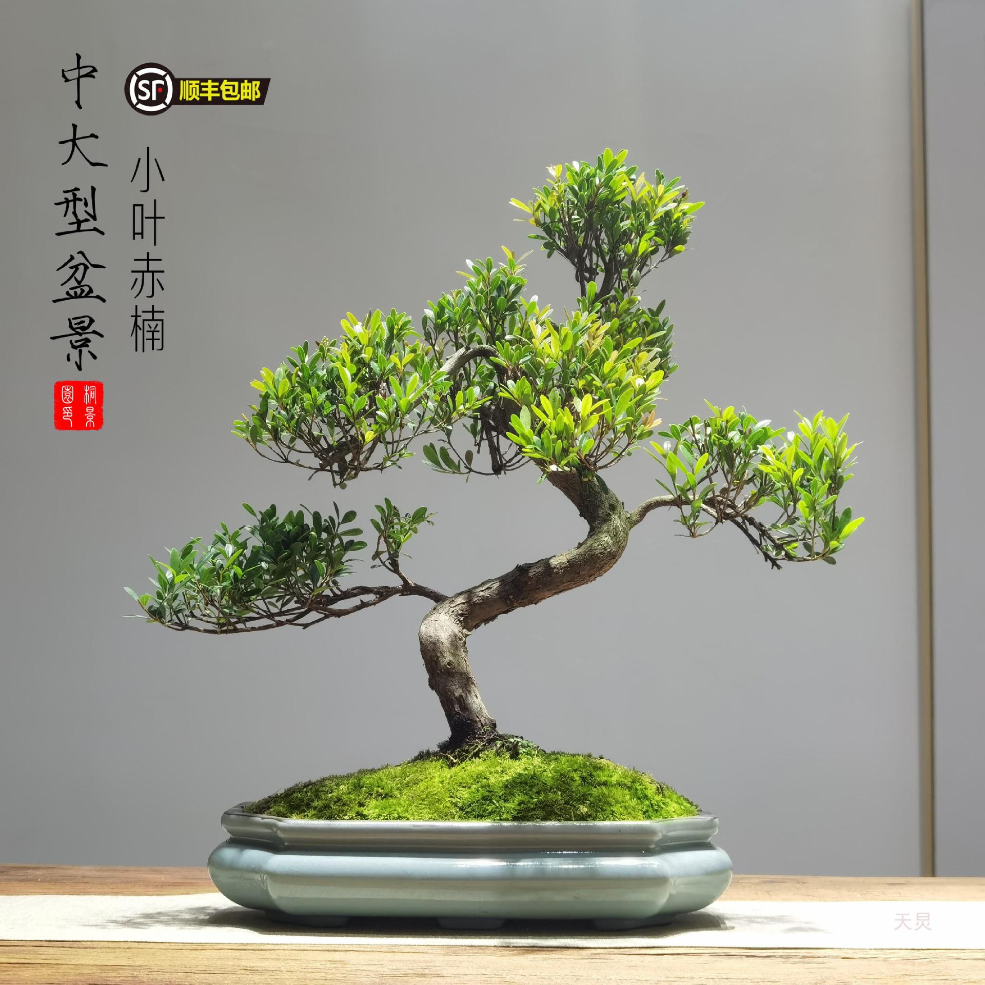 中大型中式室内办公室盆栽绿植造型小叶赤楠古典岭南盆景四季常青