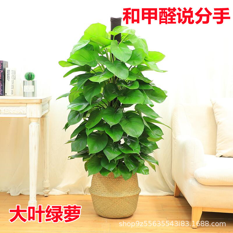 绿萝柱盆栽室内植物办公室客厅吸甲醛绿植大叶绿萝柱小叶绿萝盆栽
