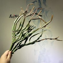 热带大叶子素材假花绿植龟背叶蕨草散尾葵凤尾叶芭蕉叶简约时尚摆