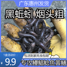 广东黑蚯蚓活饵鲜活盒装特大号青蚯蚓腥臭味钓黄鳝鲳鱼鲶鱼甲鱼鳖