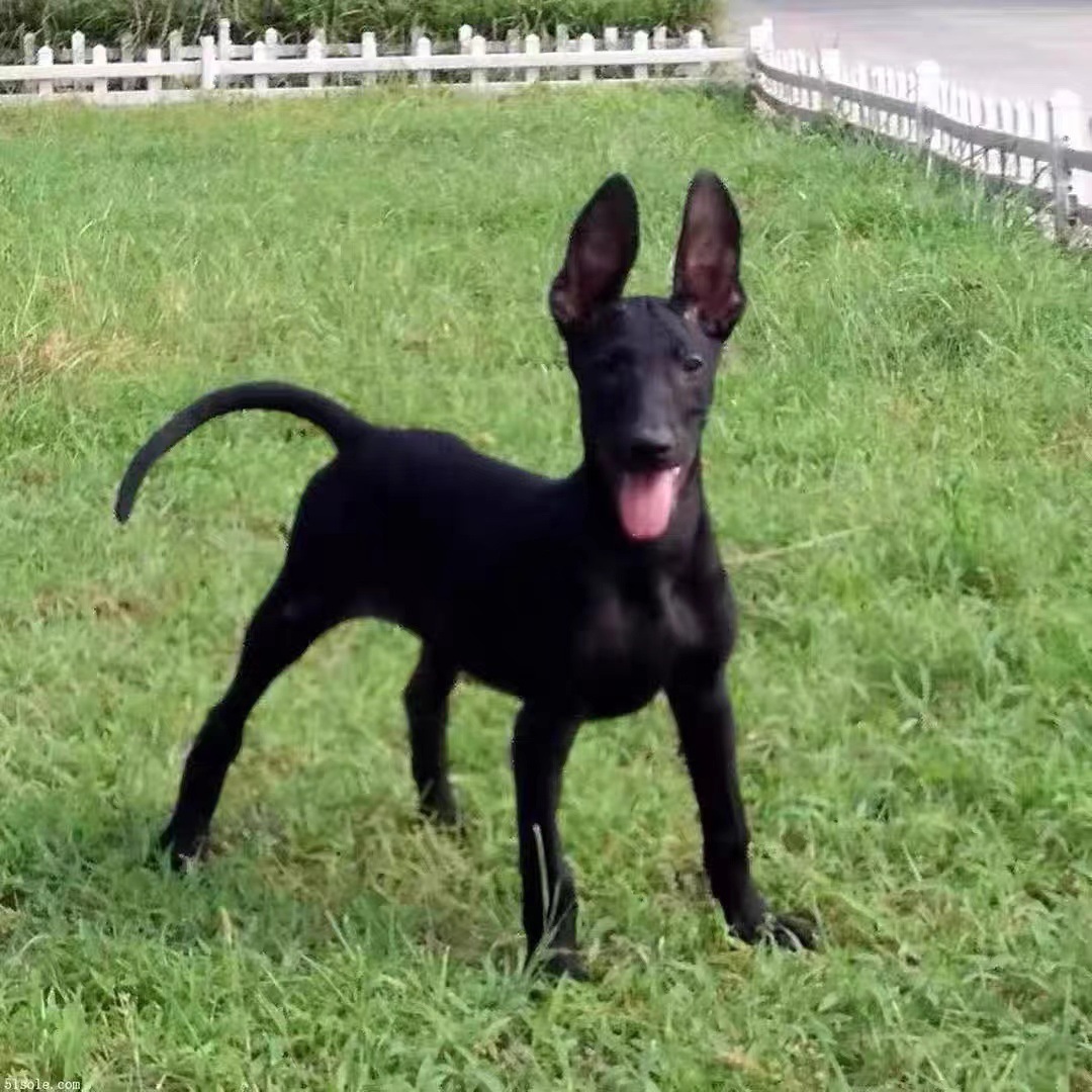 出售纯种精品黑狼犬活体幼犬墨界纯种看家护院纯种双血统大型犬狗