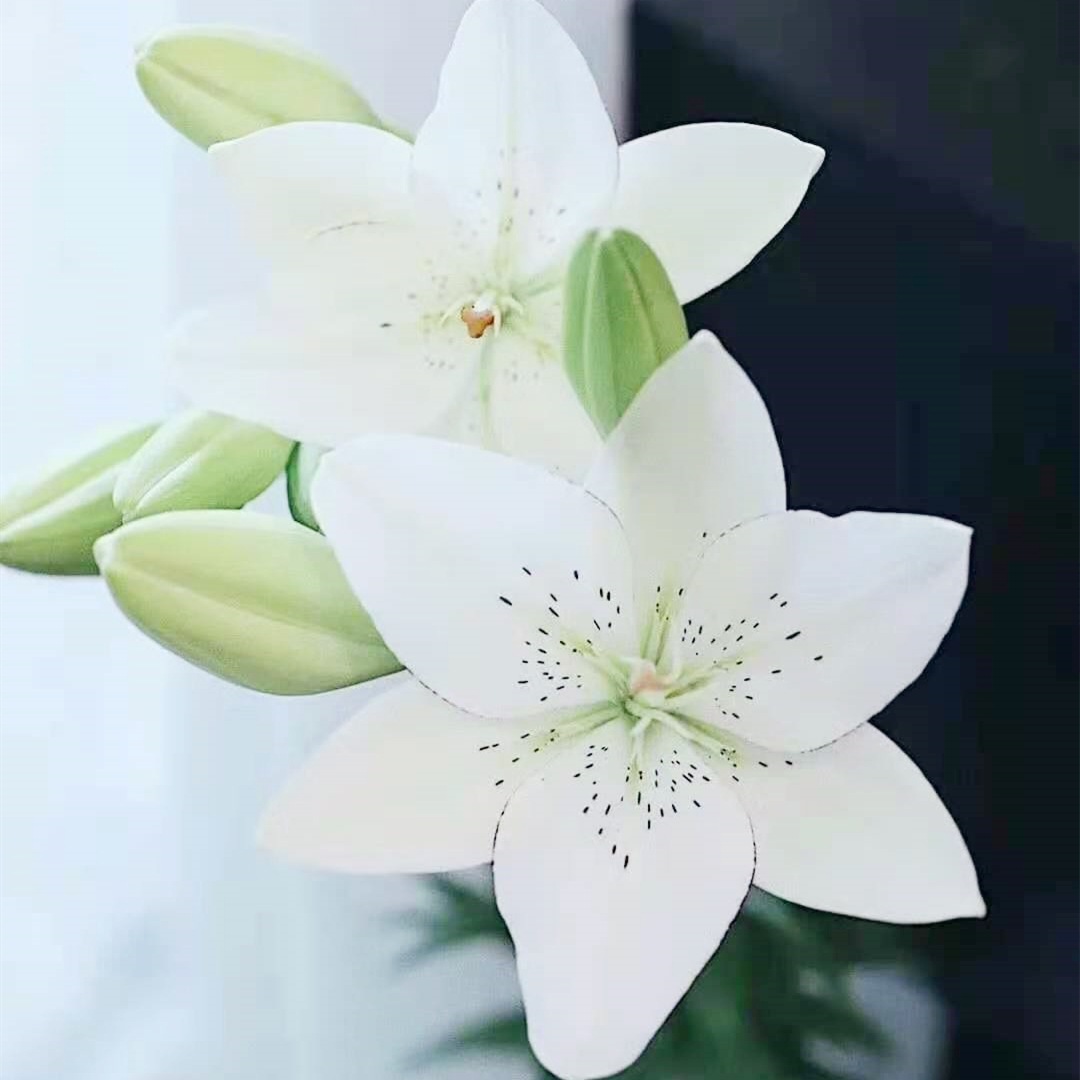 眼线百合鲜切花母亲节家居鲜花航空包邮昆明斗南一扎基地直发婚礼