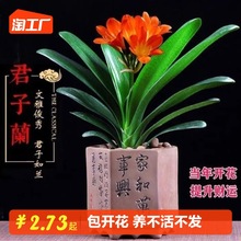 兰花苗带花苞君子兰盆栽带小苗花卉植物室内易活绿植好养多肉大全