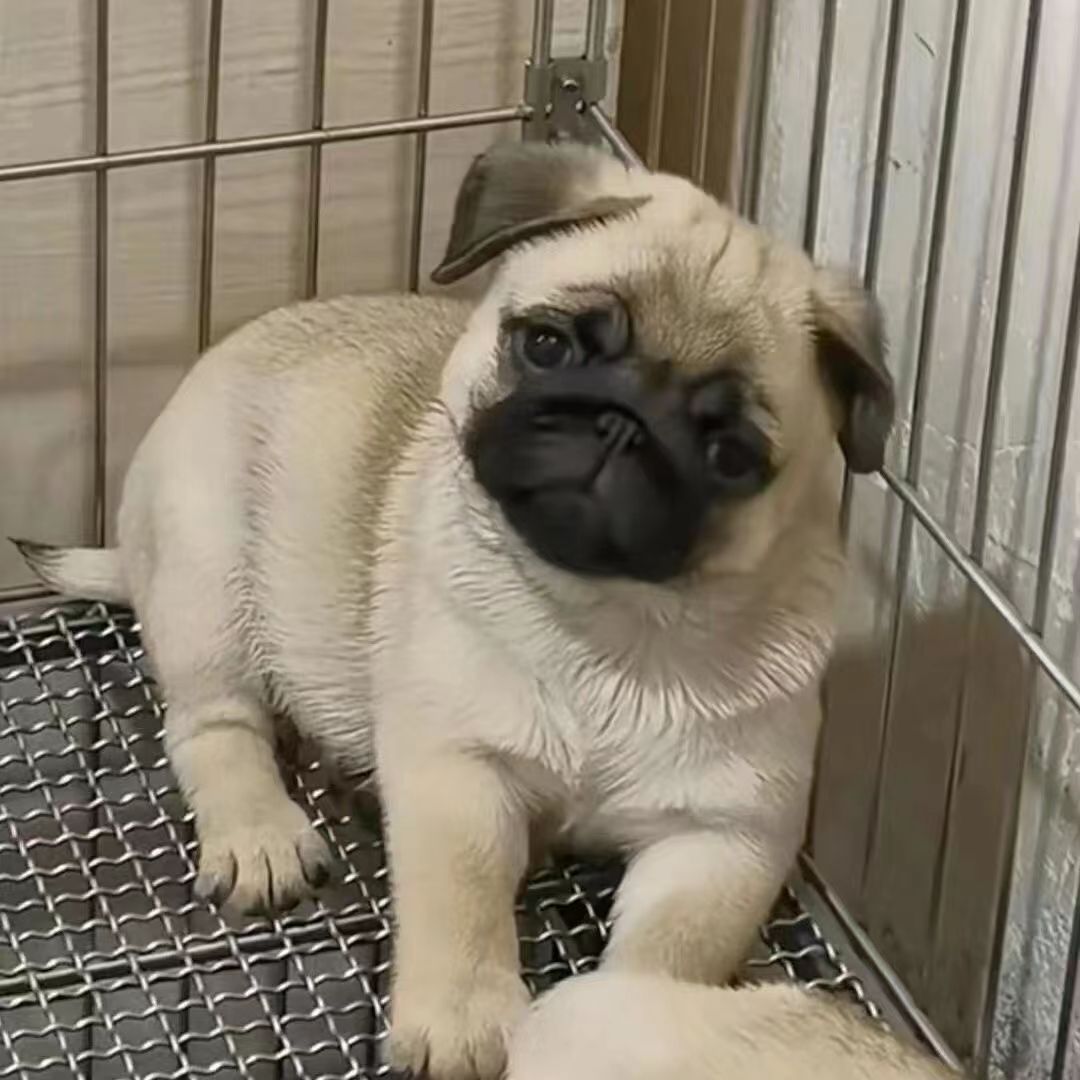 出售纯种巴哥犬活体幼犬八哥家养小型宠物犬短毛迷你巴哥幼犬