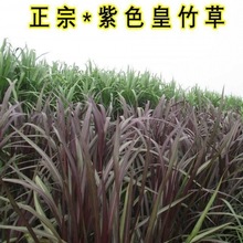 多年生牧草草种紫色新型皇竹草种籽甜象草种巨菌草种子牛羊鸡鸭鹅