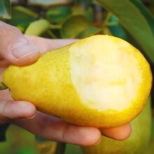 啤梨进口比利时啤梨大果4斤软糯香甜荷兰青啤梨新鲜儿童水果包邮