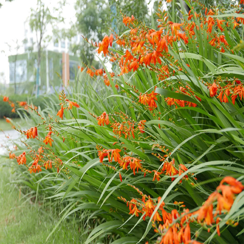 火星花盆栽 雄黄兰 园林绿化耐阴苗木植物 花卉绿植 花境水生植物