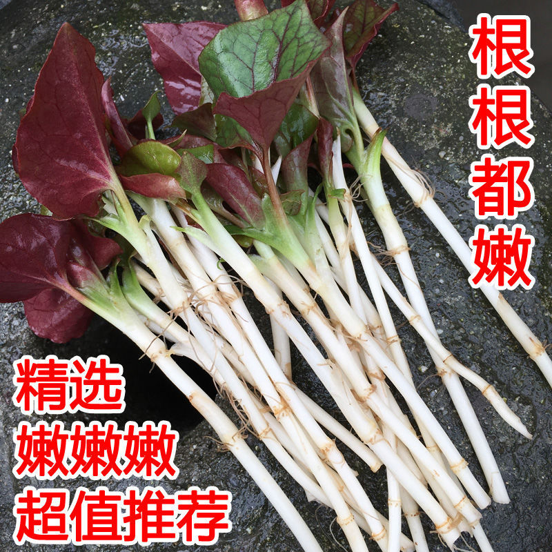 折耳根鲜鱼腥草新鲜带叶子四川特产节节根野生蔬菜儿根侧耳根包邮