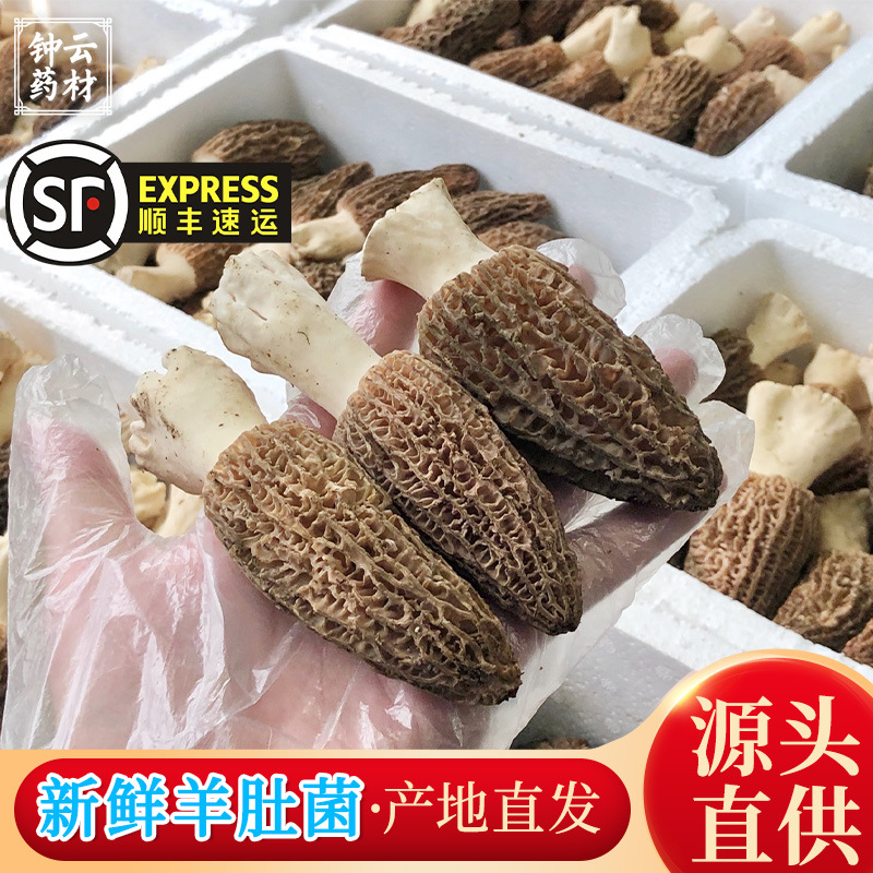 新鲜羊肚菌晒干产地直发羊肚菌鲜货食用菌煲汤料头期干货大羊肚菌