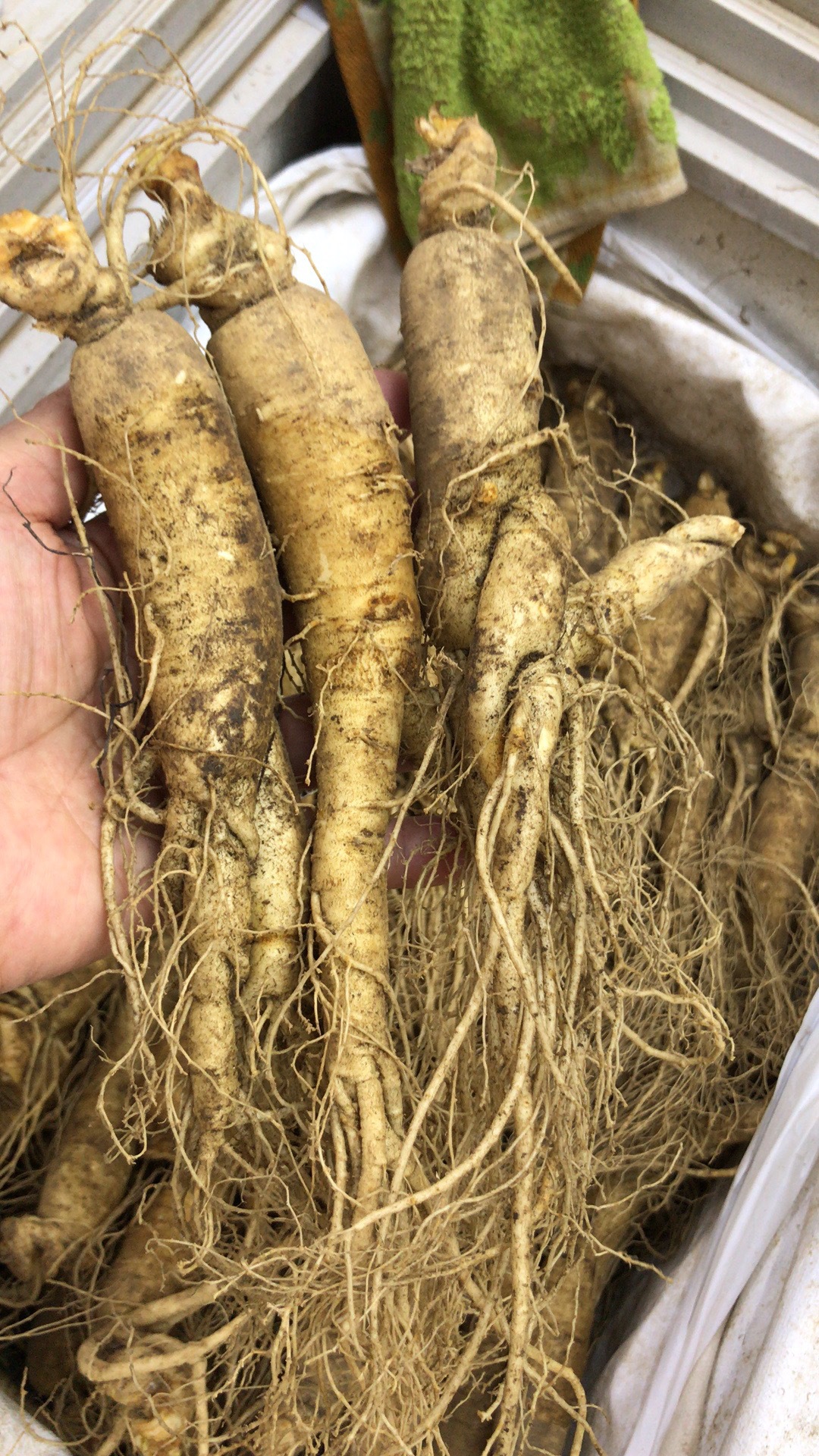 永兴行海味干货现货批发 东北整支参条高丽参