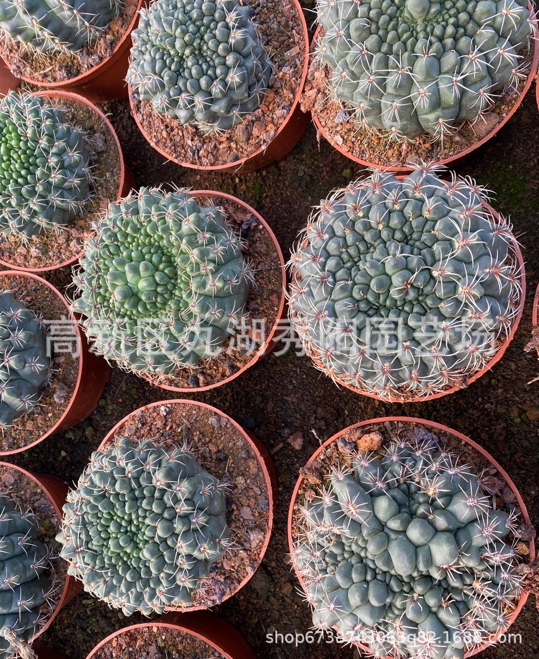 仙人球 绯花玉缀化13-15厘米 品相随机多肉植物 根系旺盛基地发货