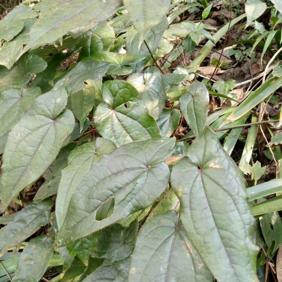 淫羊藿,仙灵脾,刚前贵州纯野生鲜货500克包邮