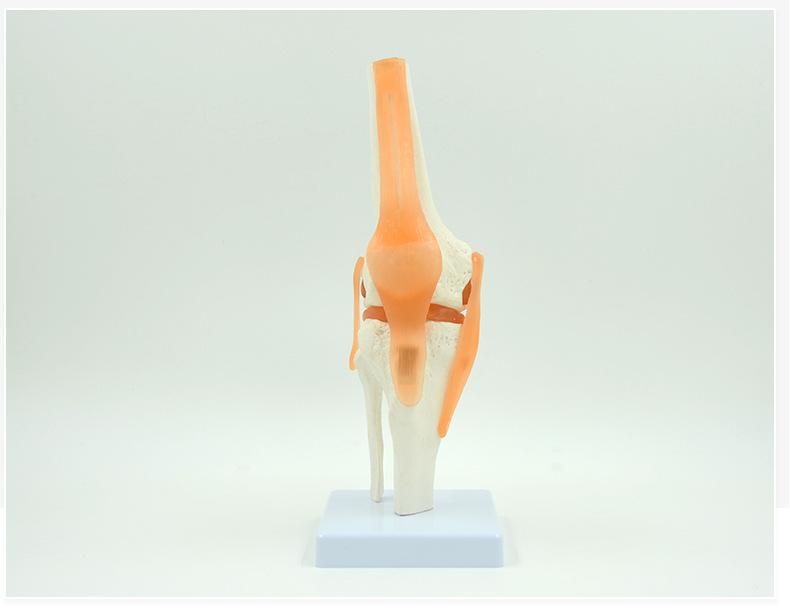 厂家供应 膝关节模型可弯曲十字韧带半月板教学模型礼品1比1
